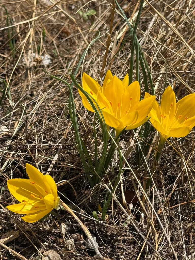 Sternbergia lutea
