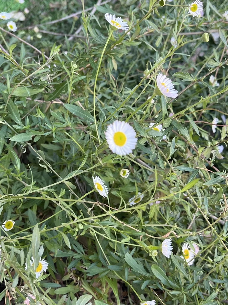 Erigeron Karvinskianus