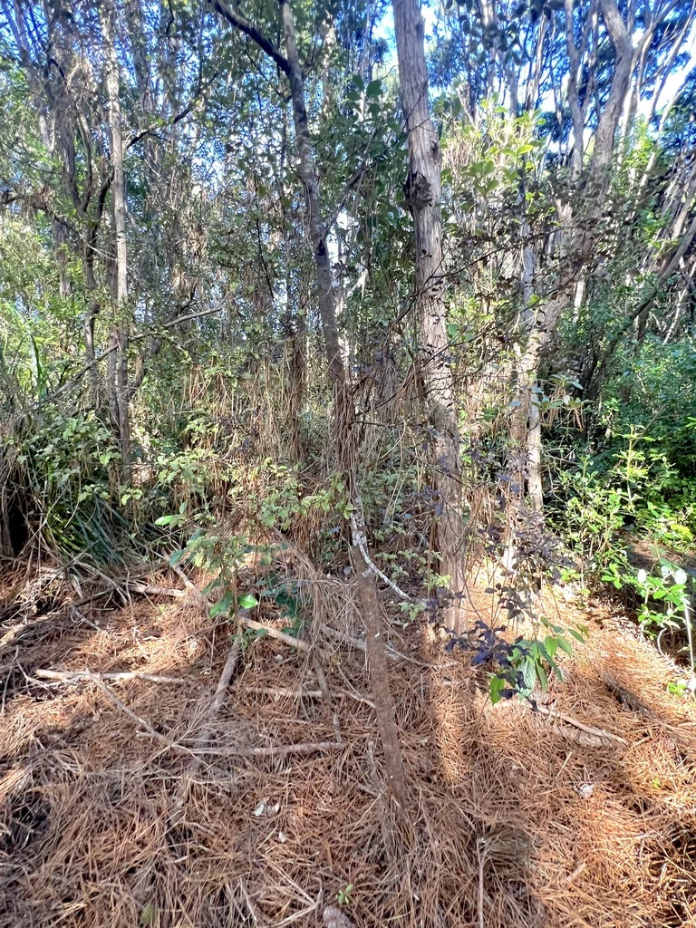 Pittosporum Tenuifolium