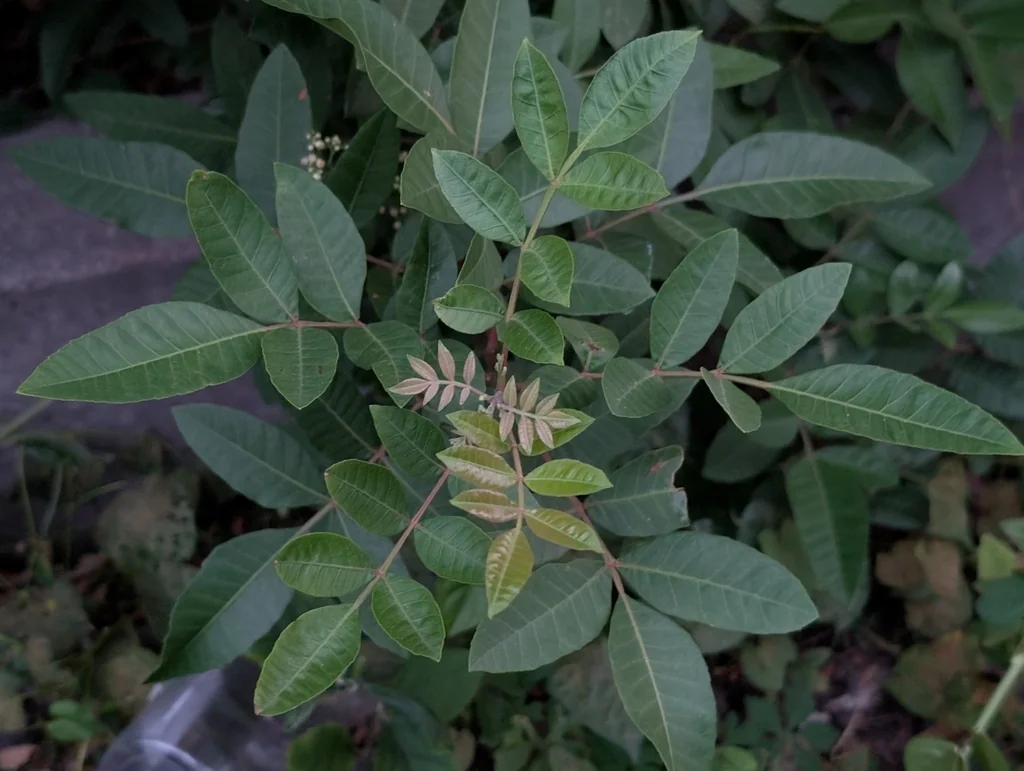 Schinus Terebinthifolius