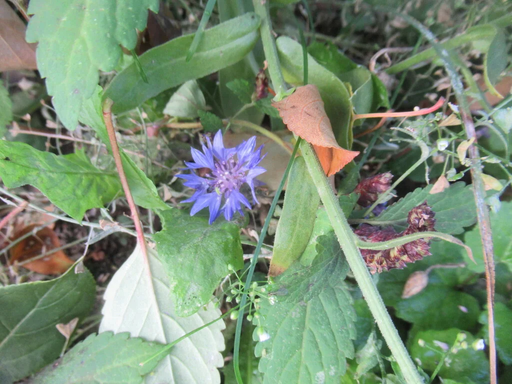 Centaurea Cyanus