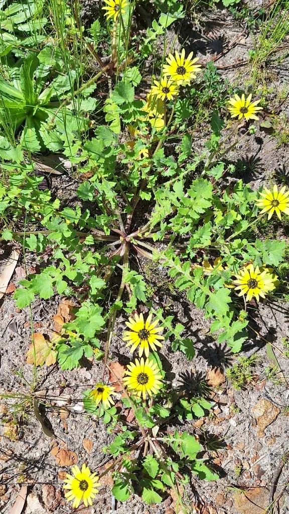 Arctotheca Calendula