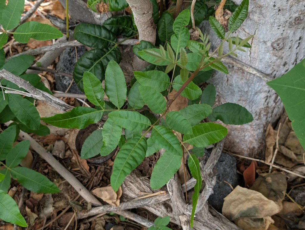 Schinus Terebinthifolius