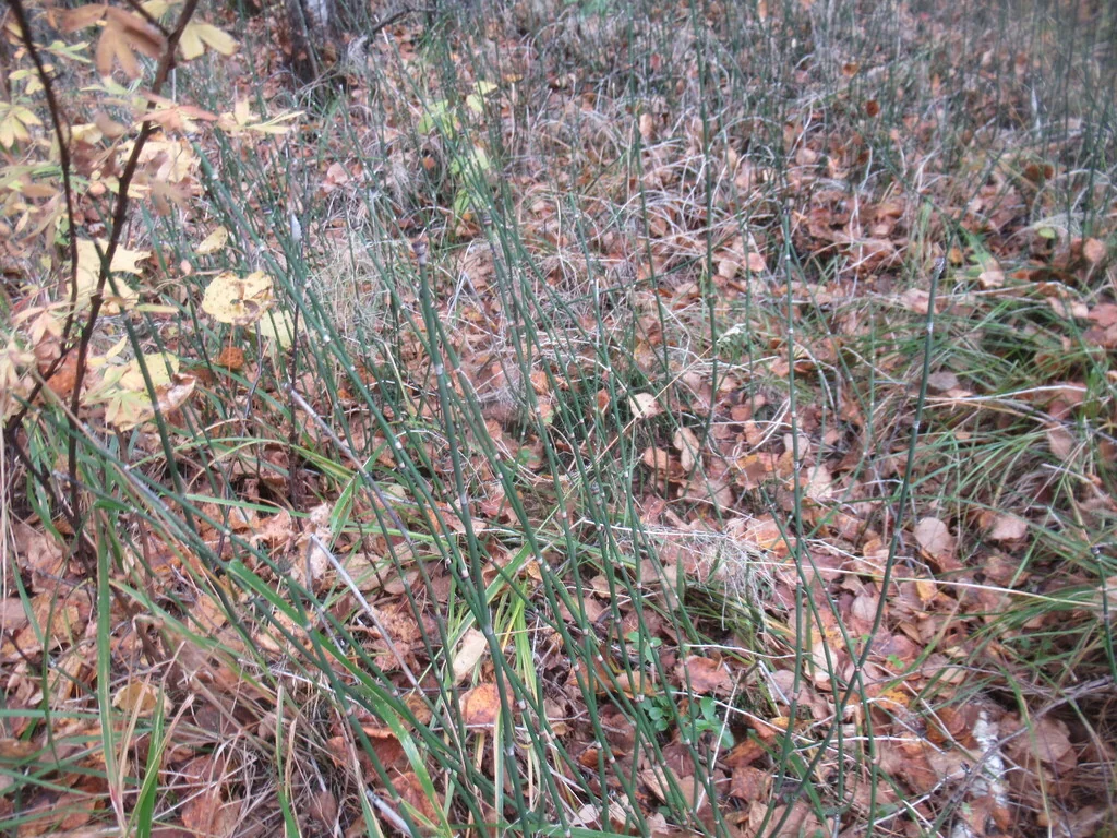 Equisetum Hyemale
