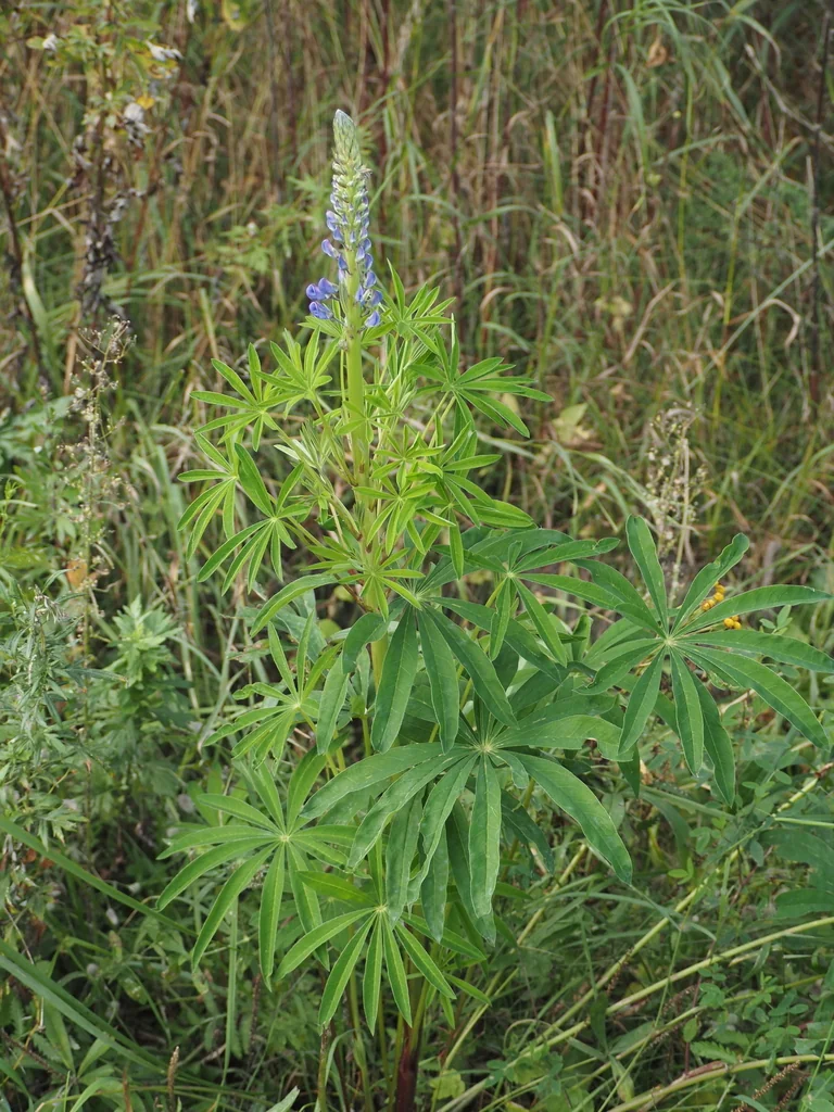 Lupinus Polyphyllus