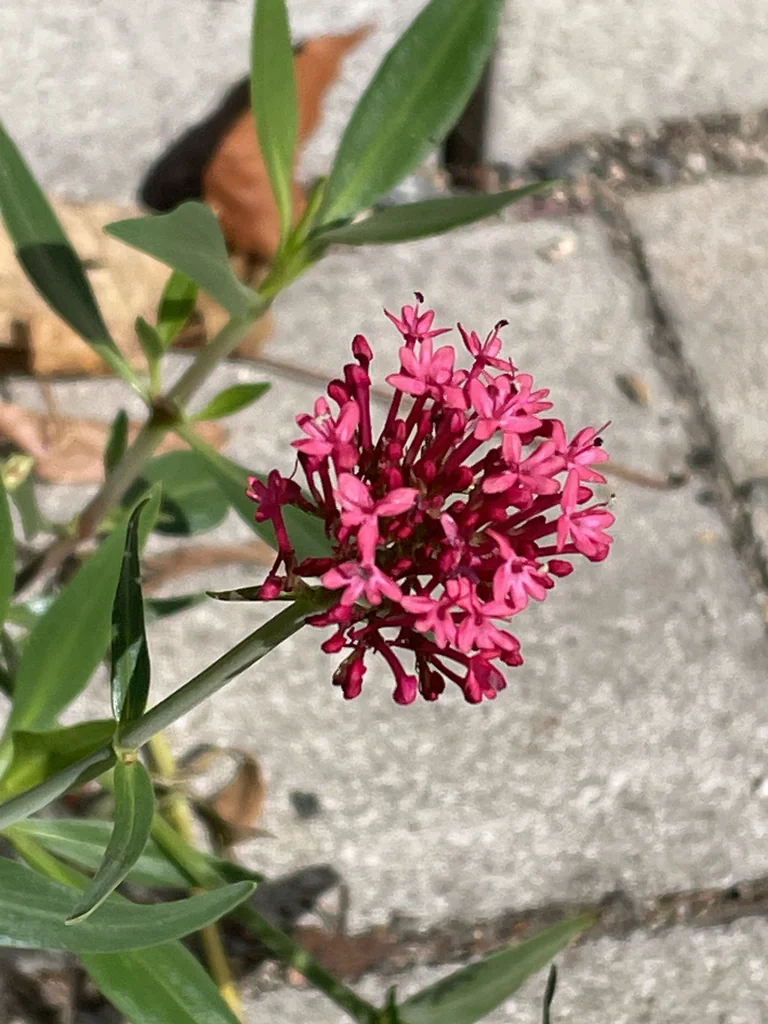 Centranthus Ruber