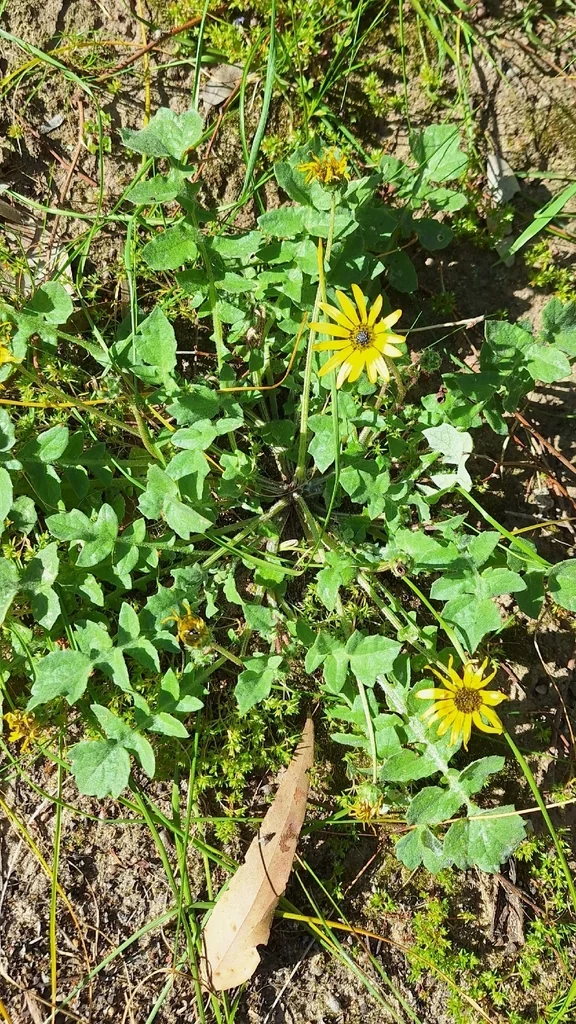 Arctotheca Calendula