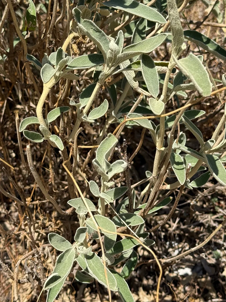 Phlomis Fruticosa