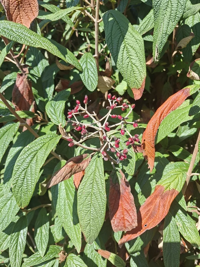 Viburnum Rhytidophyllum