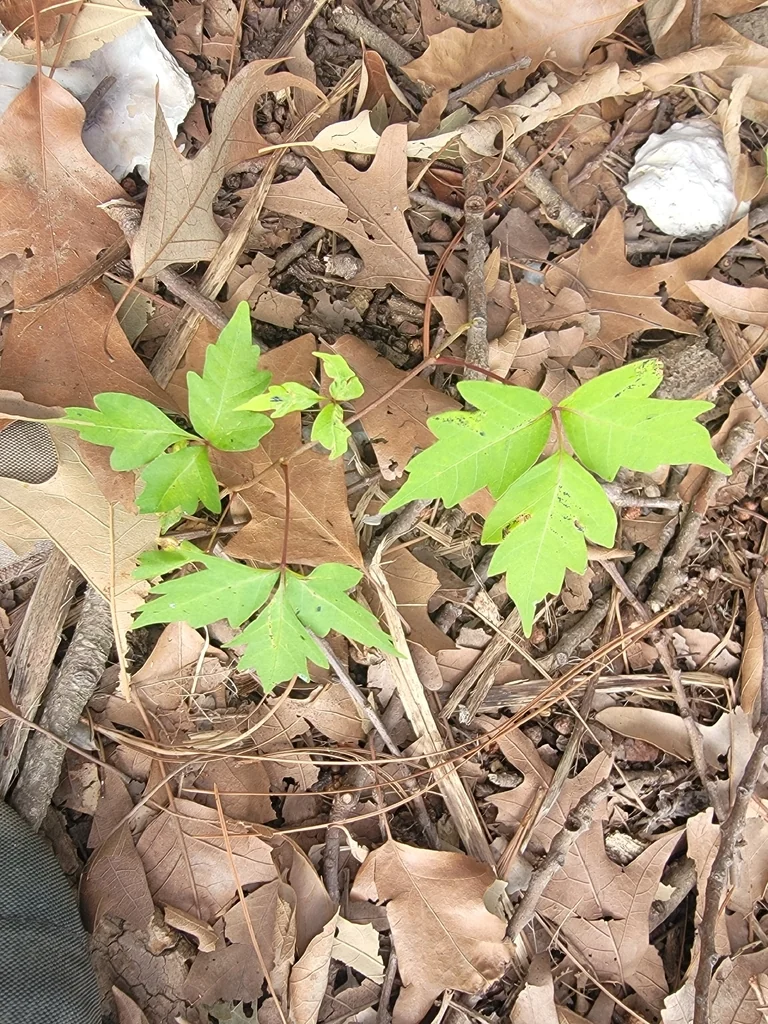 Toxicodendron Radicans