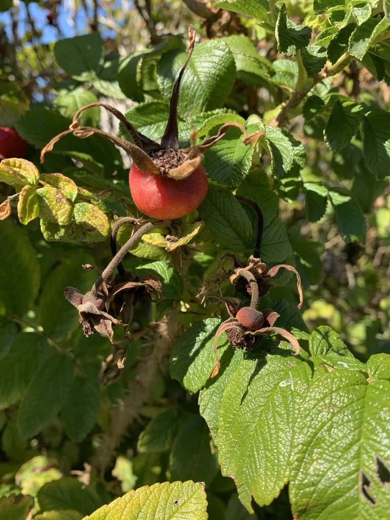 Rosa Rugosa