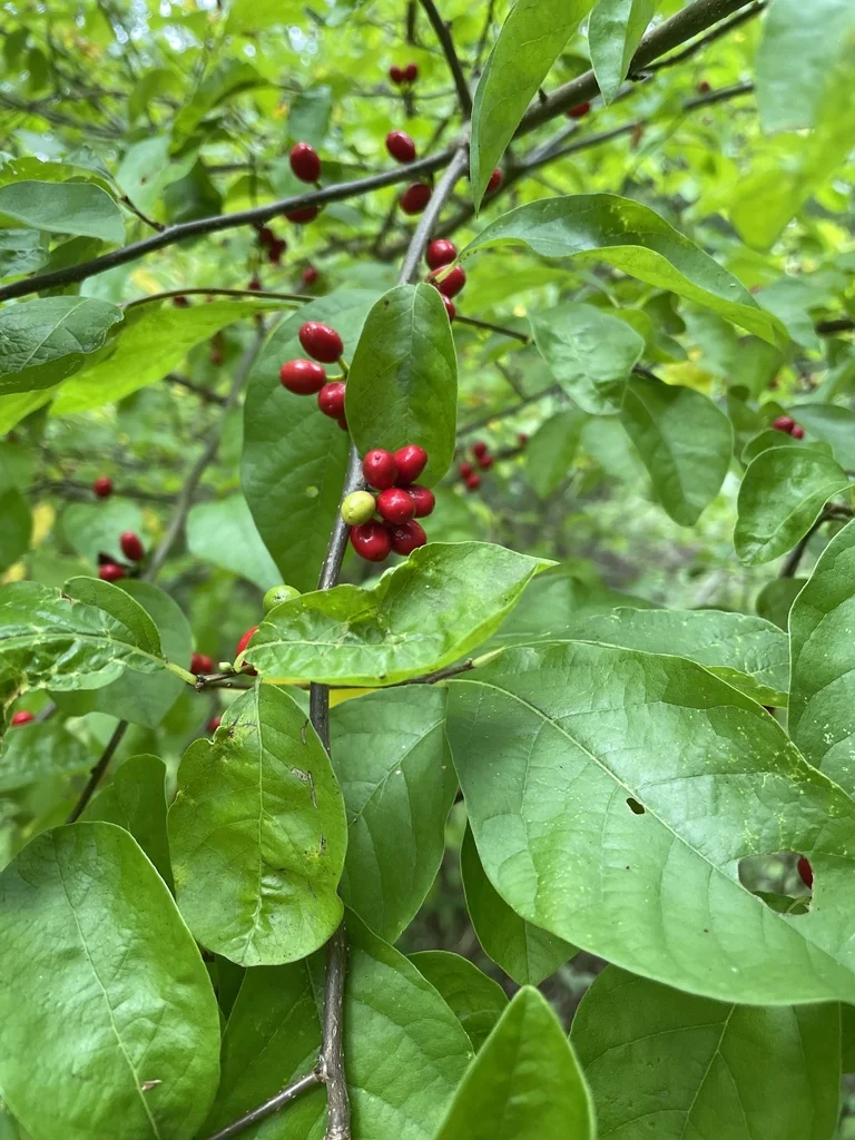Lindera Benzoin
