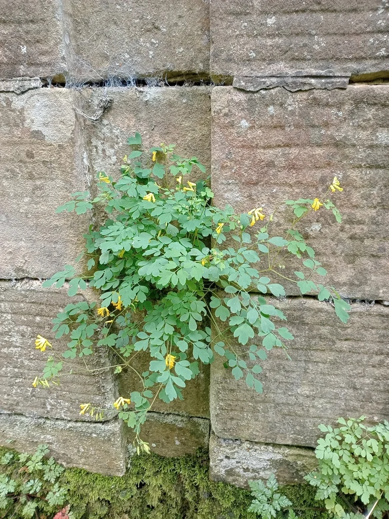 Corydalis Lutea