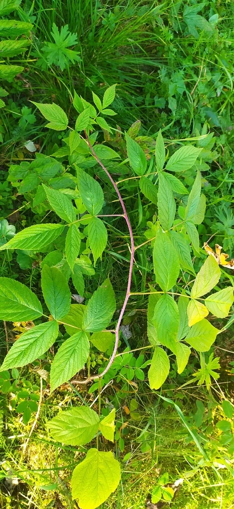 Rubus Idaeus