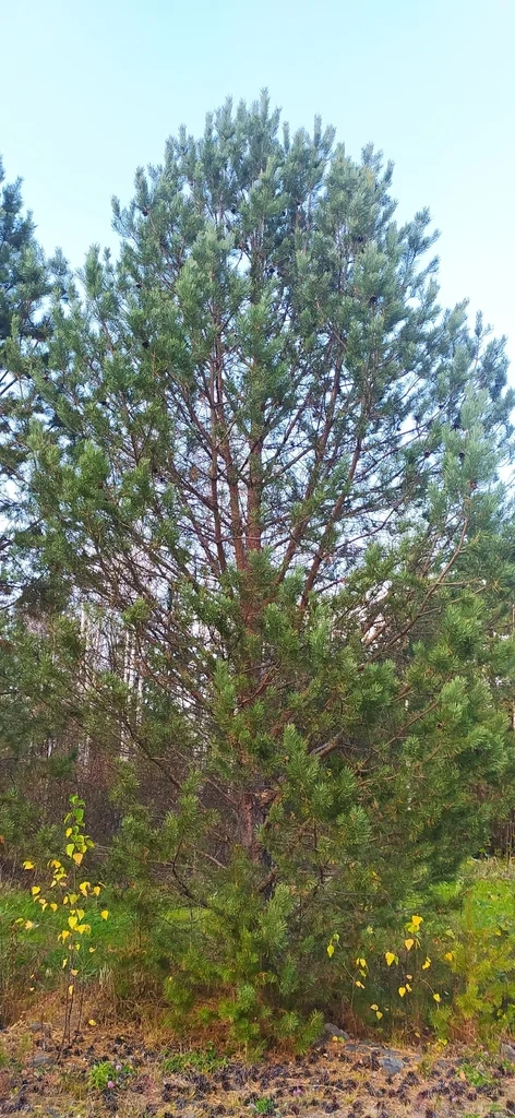 Pinus Sylvestris