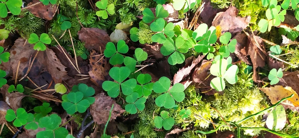 Oxalis Acetosella