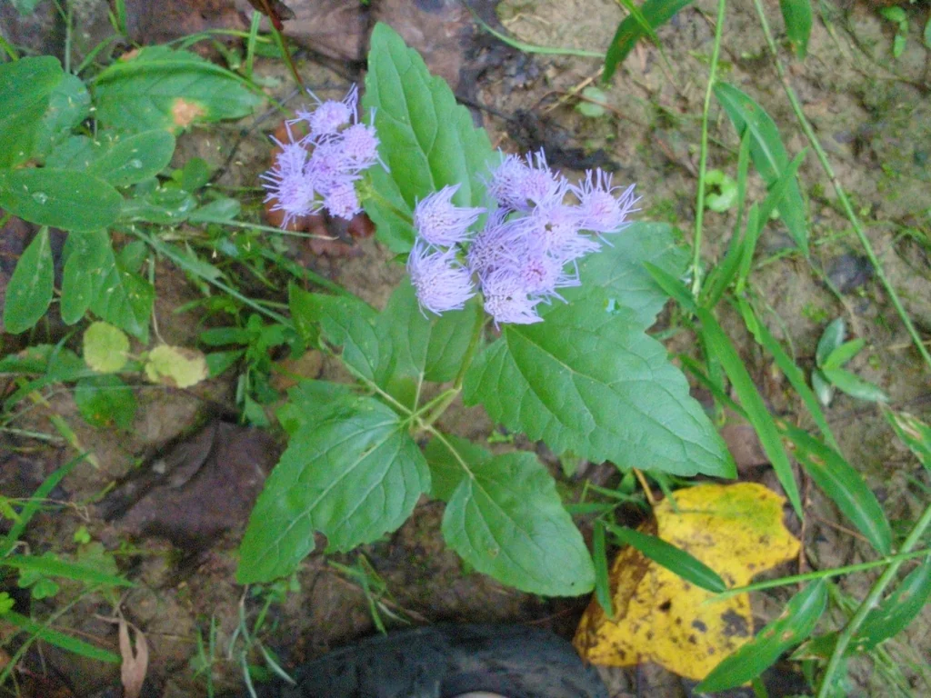 Eupatorium Coelestinum