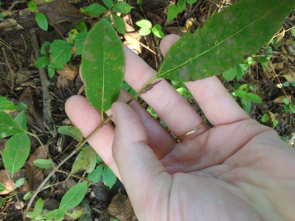 Viburnum Prunifolium