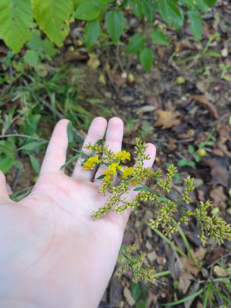 Solidago Nemoralis
