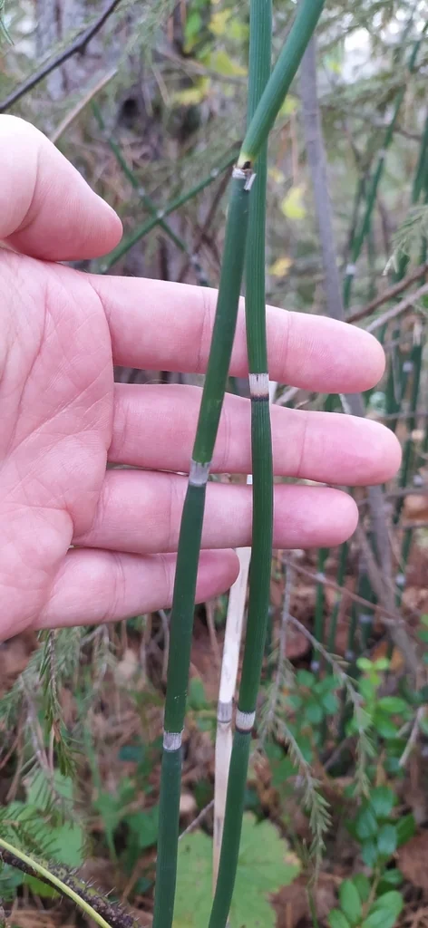 Equisetum Hyemale
