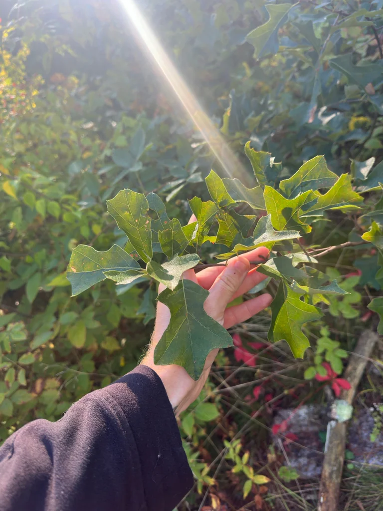 Quercus Ilicifolia