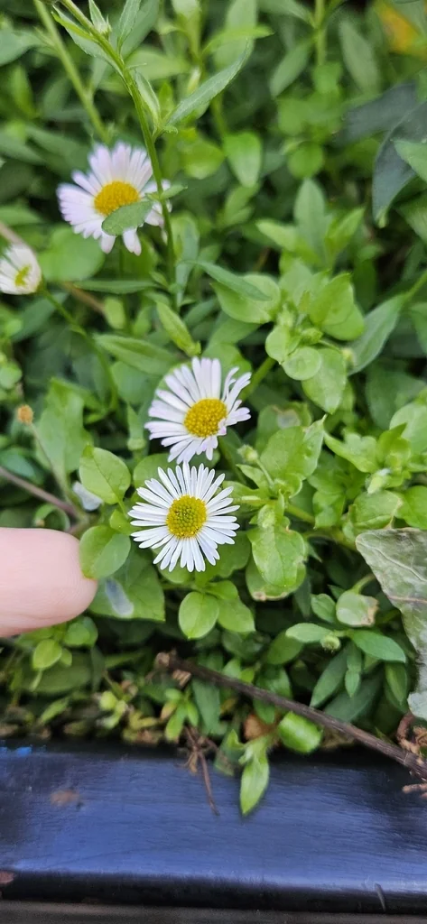Erigeron Karvinskianus
