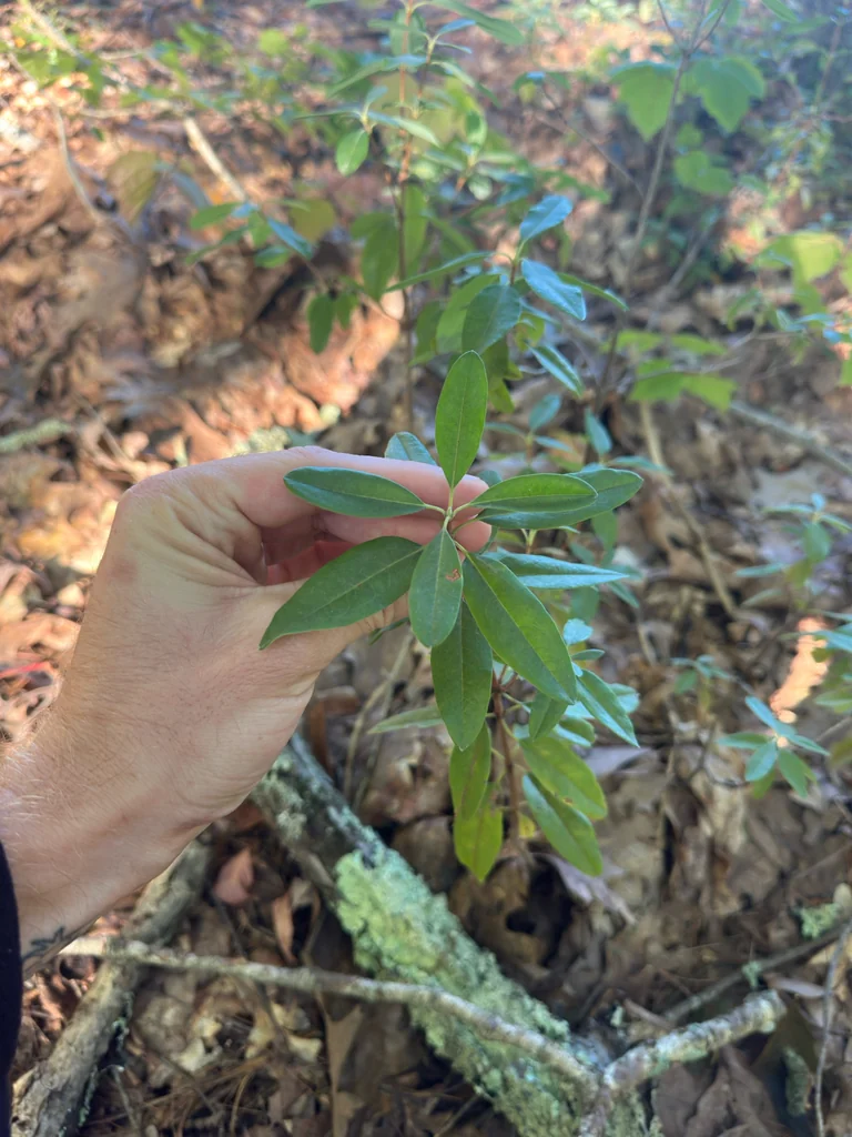 Kalmia Angustifolia