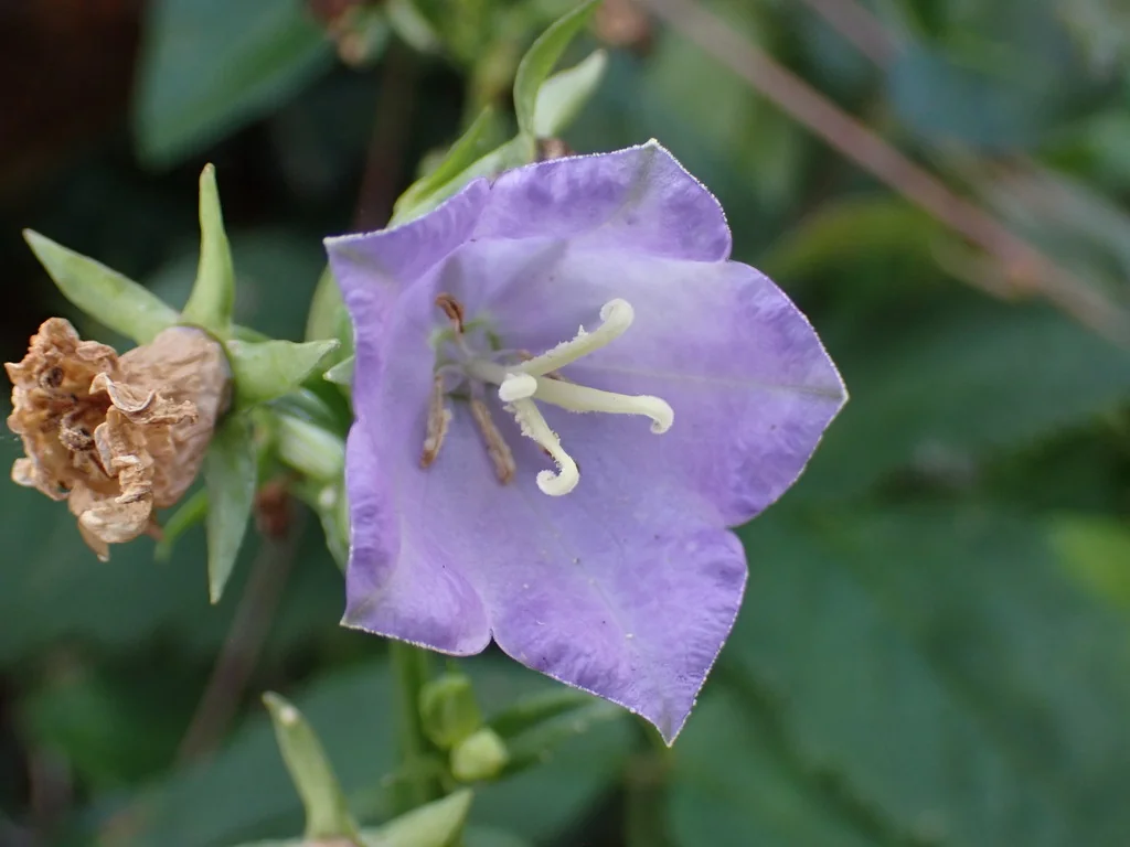 Campanula Persicifolia