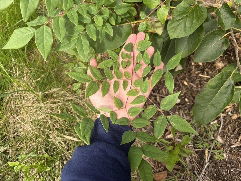 Gymnocladus Dioicus