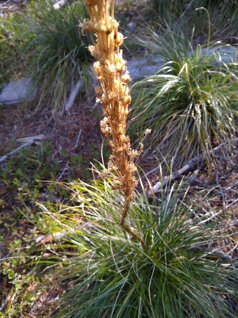 Xerophyllum Tenax