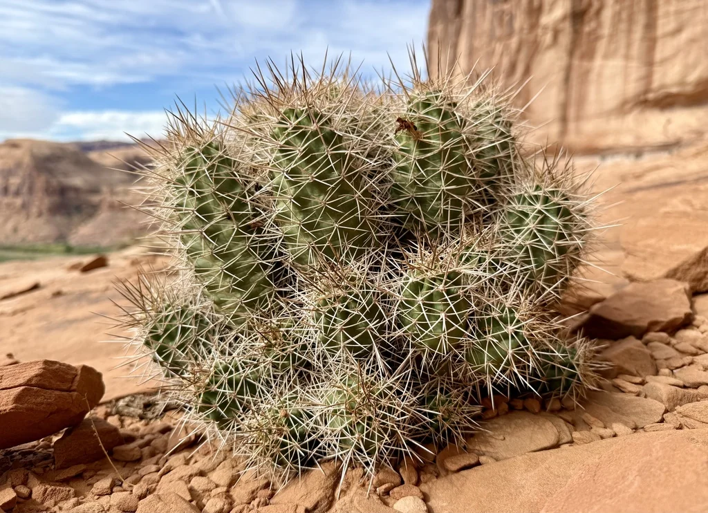Echinocereus Triglochidiatus