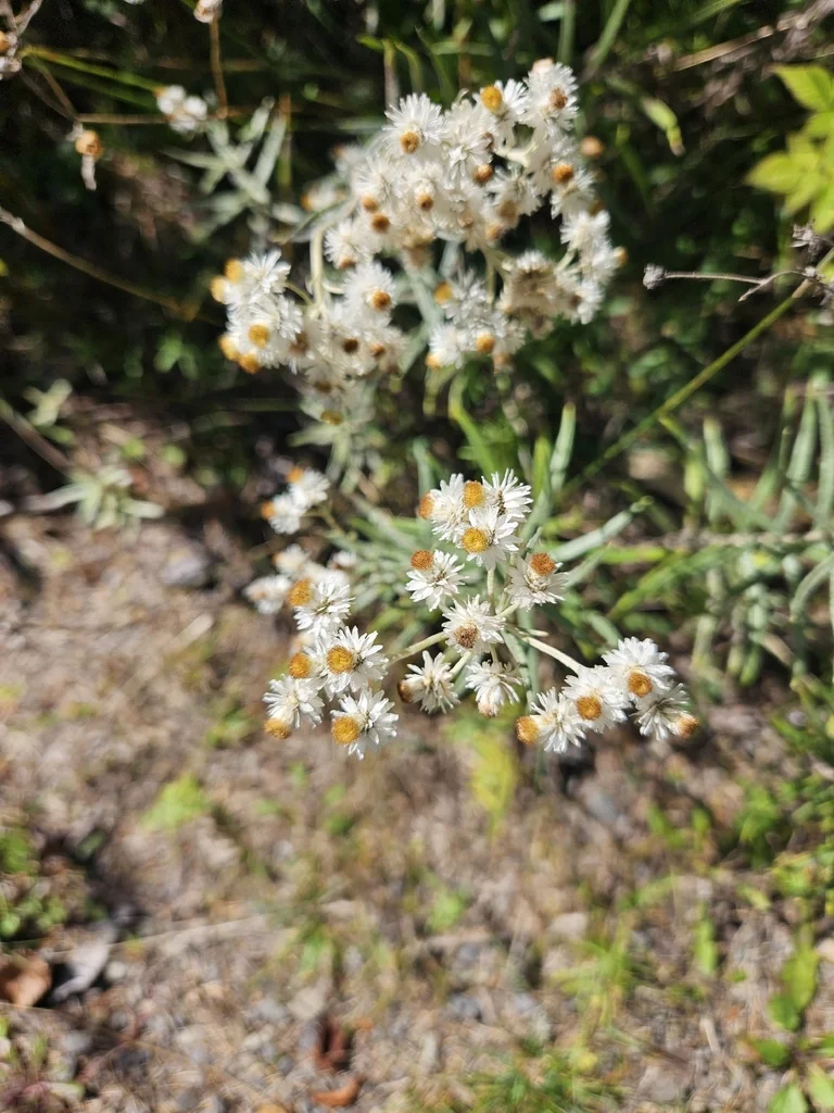 Anaphalis Margaritacea