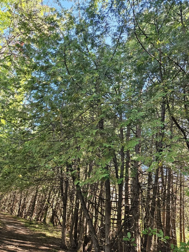 Thuja occidentalis