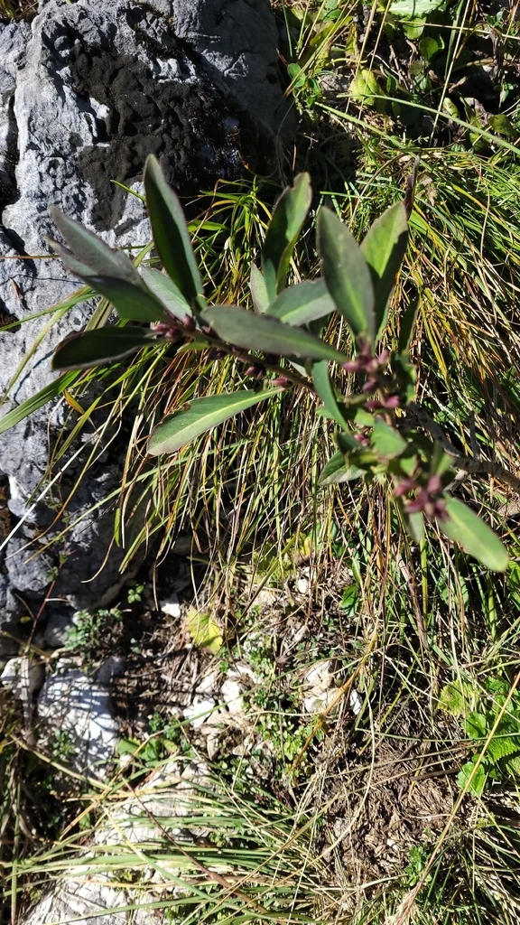 Daphne Mezereum