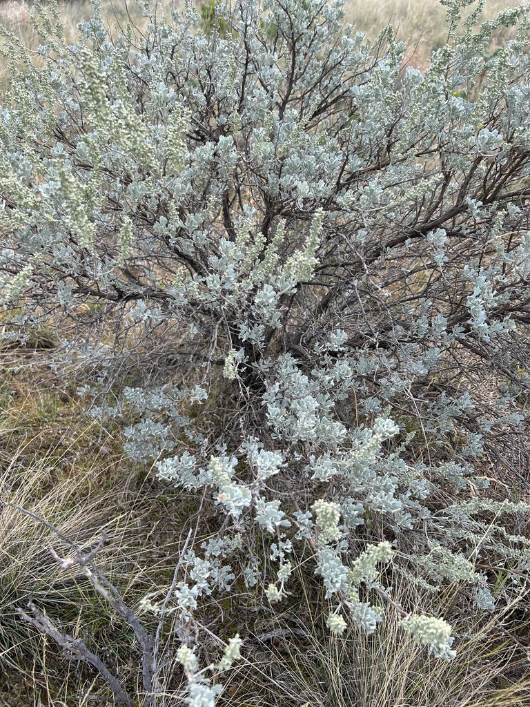 Artemisia Tridentata