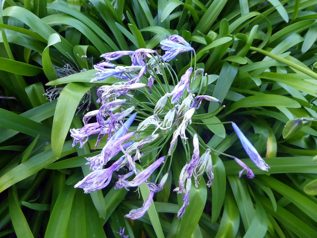 Agapanthus Praecox Orientalis