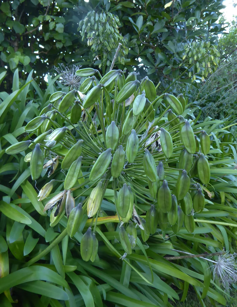 Agapanthus Praecox Orientalis