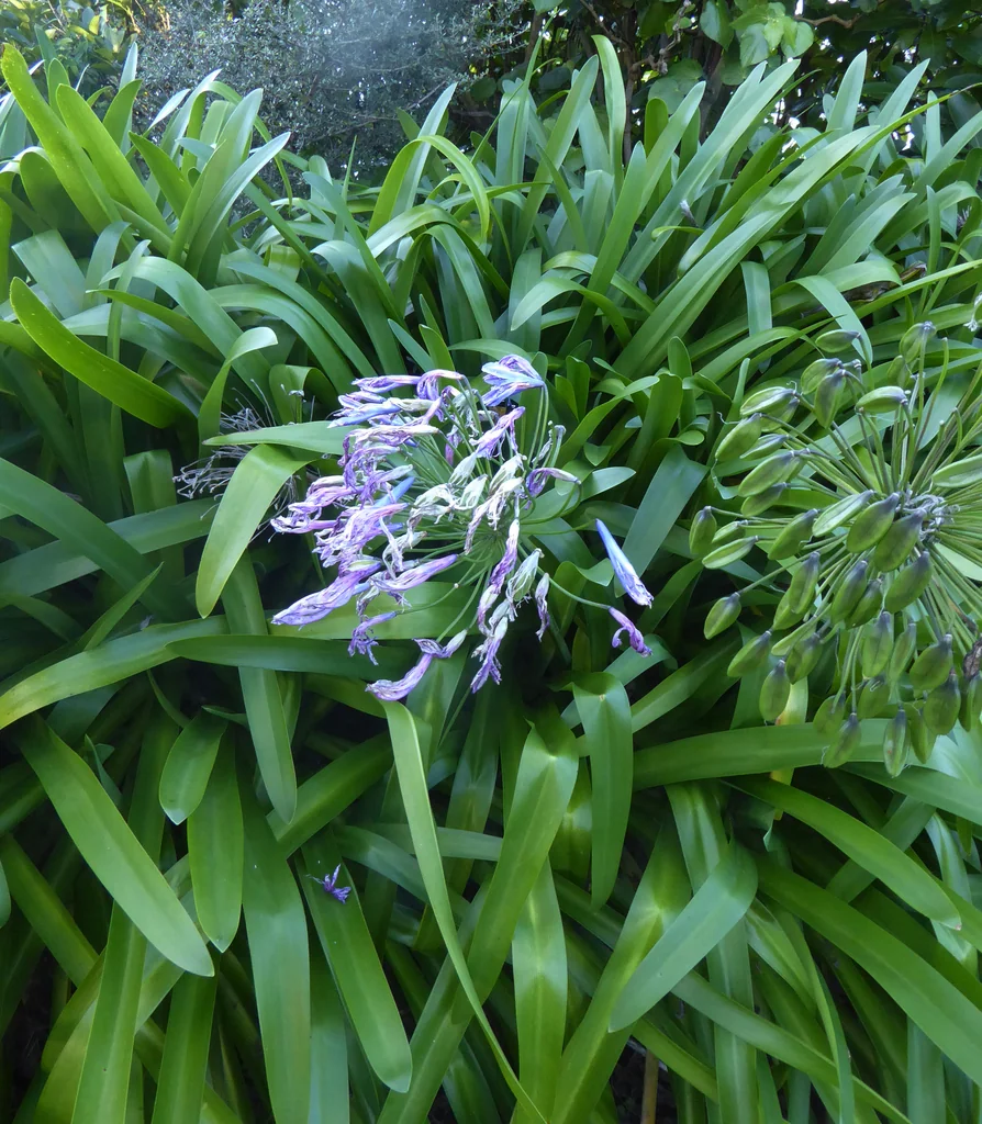 Agapanthus Praecox Orientalis