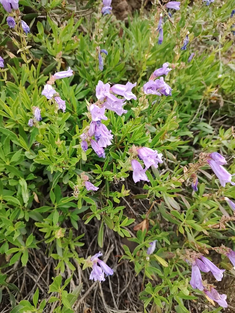 Penstemon Fruticosus