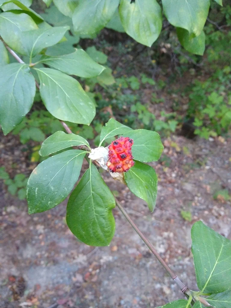 Cornus Nuttallii