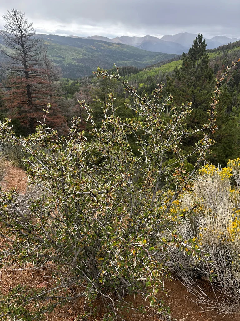 Cercocarpus Montanus