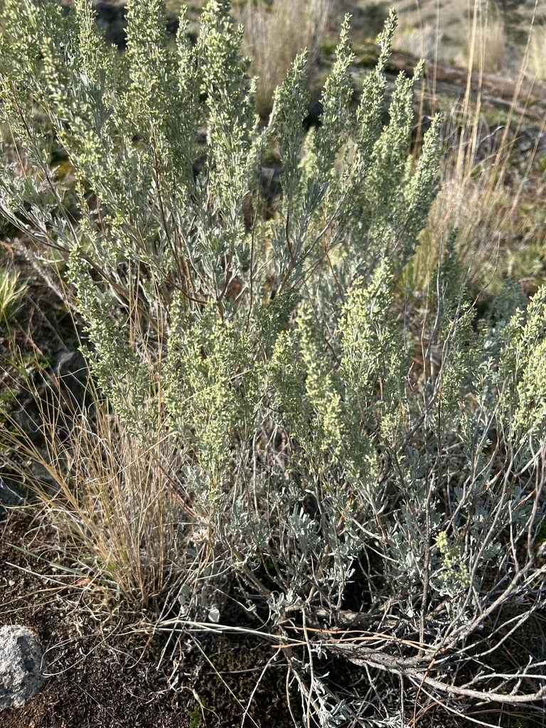 Artemisia Tridentata