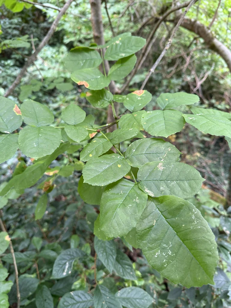 Fraxinus Latifolia