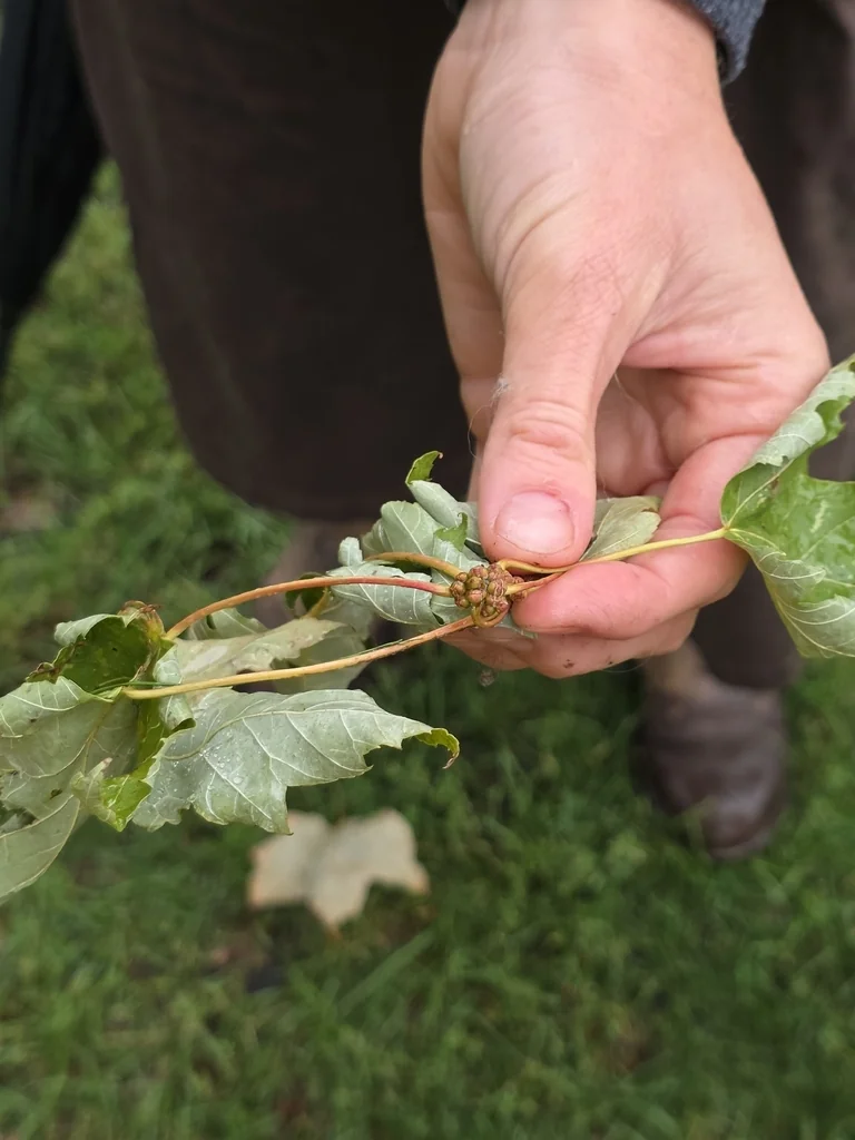 Acer Saccharinum