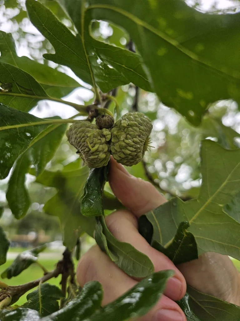 Quercus Lyrata