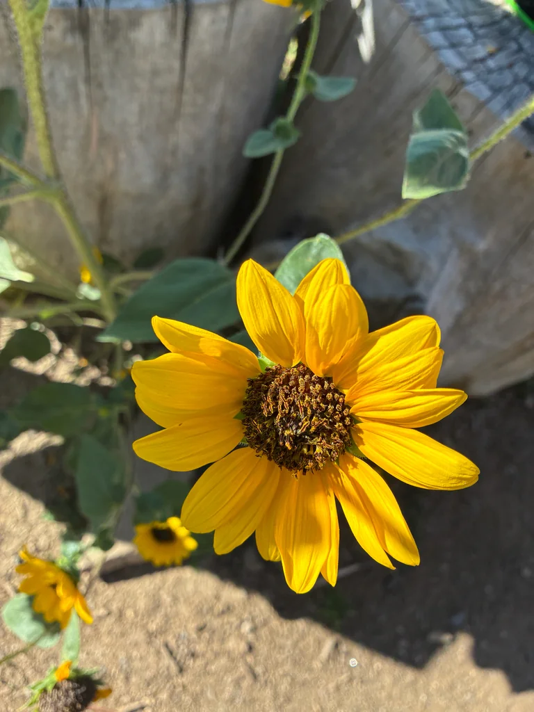 Helianthus Annuus