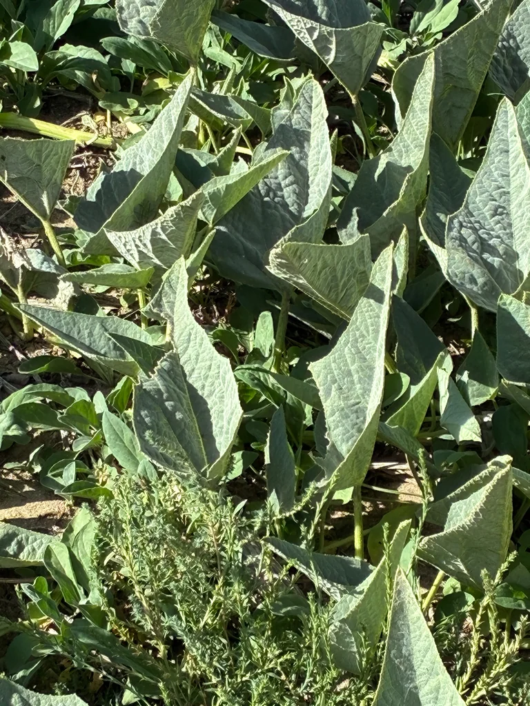 Cucurbita Foetidissima