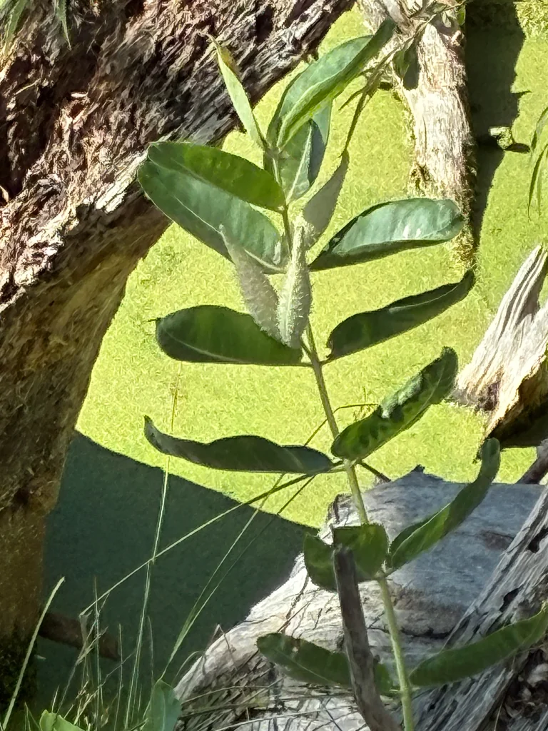 Asclepias Speciosa