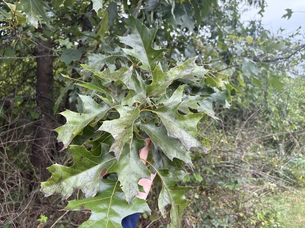 Quercus velutina