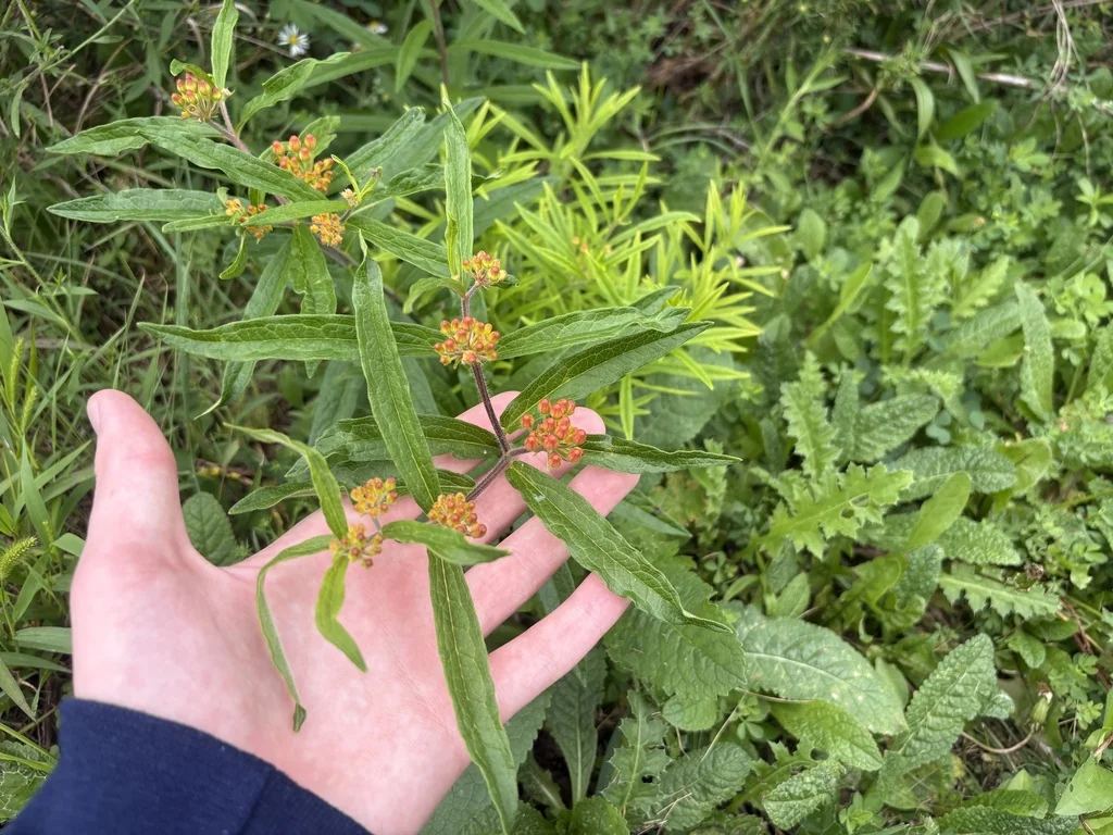 Asclepias Tuberosa